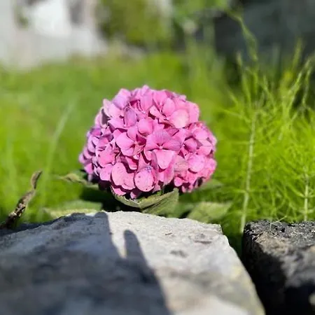 度假居 Casa Raizes-home Of Family Roots 富尔纳斯