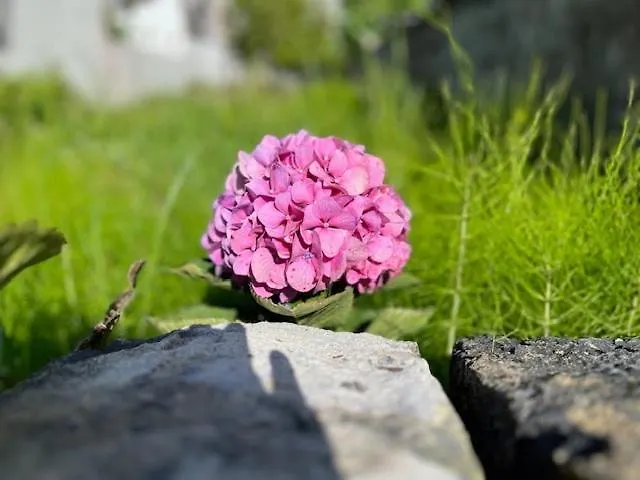 Casa de Férias Casa Raizes-home Of Family Roots Furnas (Azores)